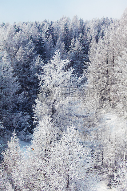 积雪中的森林首脑天气童话全景阳光暴风雪降雪木头蓝色天空图片