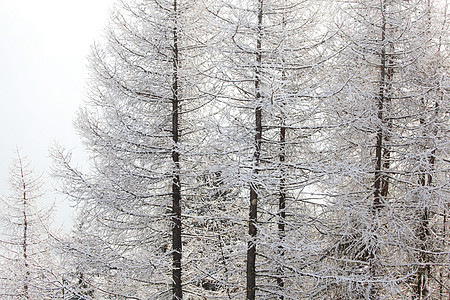 积雪中的森林蓝色公园照明暴风雪树木阳光天空环境场景全景图片