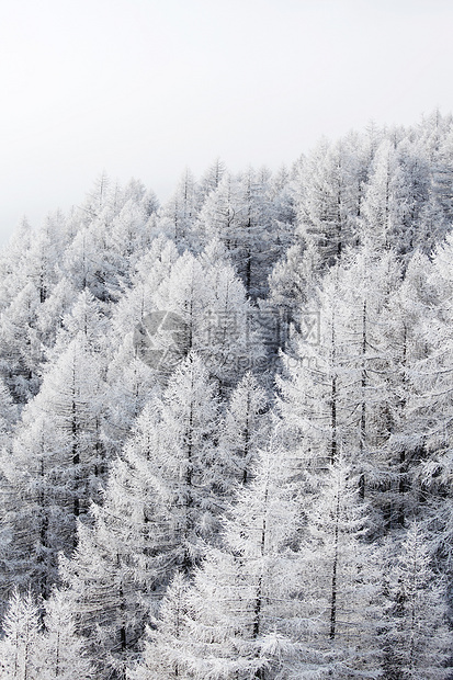 积雪中的森林环境阳光降雪旅行气候公园天气太阳全景蓝色图片