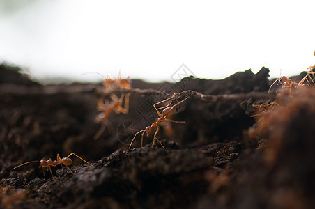 红蚁工作漏洞腰部集体昆虫红色白色绿色叶子旅行图片