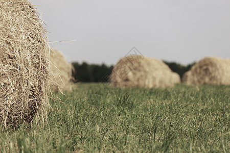 夏季田地的滚干草堆稻草收成天空蓝色环境饲料土地谷物金子草垛图片