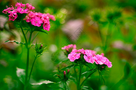 小红花宏观紫色荒野花束植物群花粉生活植物美丽叶子图片