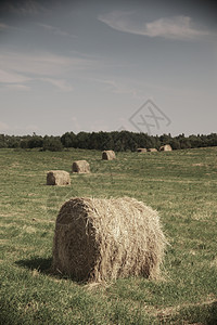 夏季田地的滚干草堆食物环境天空收获文化草垛动物喂养稻草农业图片