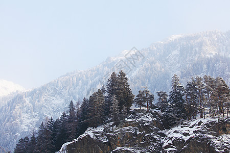 下雪树上全景假期天空环境木头首脑森林降雪暴风雪照明图片