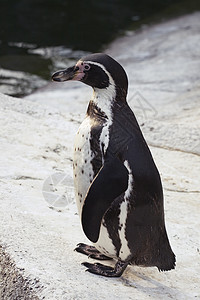 磁力企鹅动物脊椎动物荒野白色野生动物动物园黑色图片