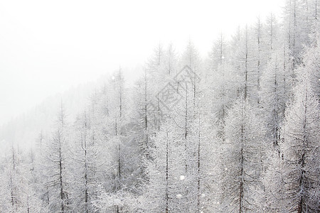 积雪中的森林气候太阳环境照明公园场景木头暴风雪高地旅行图片