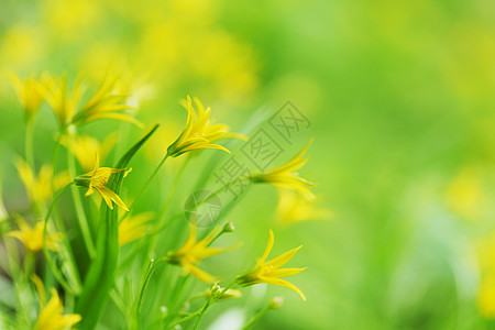 春花本底美丽庆典草地植物学环境日落花瓣花粉辉光场地图片