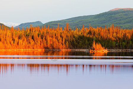 育空地区北方森林湖的日落反射镜像橙子镜子荒野日落金子太阳仲夏夜云杉针叶林图片