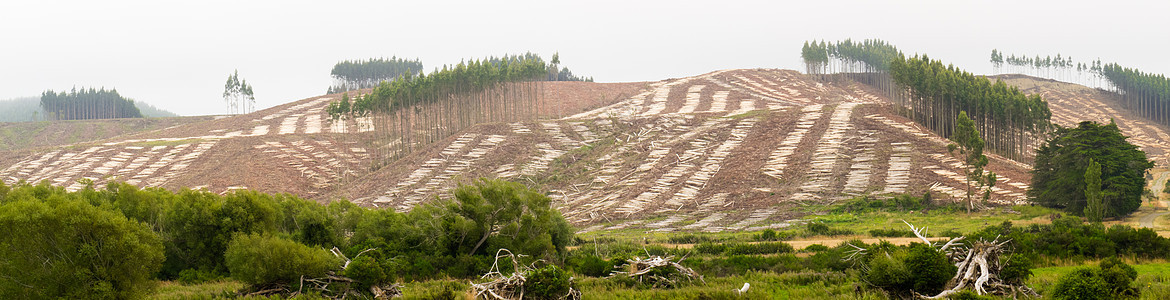 Eucalyptus森林用于木材采伐记录活力破坏木头山坡砍伐收成爬坡气候全球图片