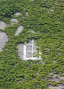 窗口有常流房子双胞胎晴天住宅植物群建筑建筑学藤蔓叶子植物学图片