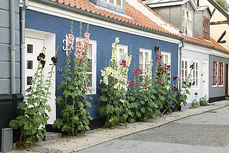 街头鲜花绿色植物住宅人行道乡村房子花朵蓝色场景城市图片