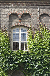 窗口有常流建筑学叶子爬行者植物阳光晴天杂草高度藤蔓蠕变图片