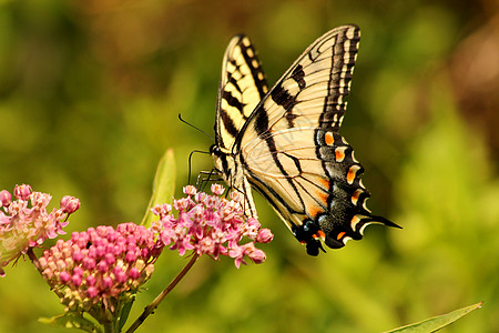 东虎燕尾蝴蝶黄色昆虫野生动物黑色漏洞动物翅膀图片