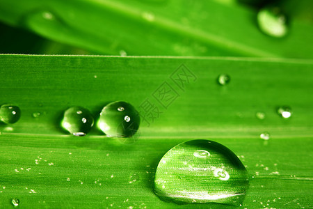 大水滴阳光草本植物环境叶子植物刀刃液体花园反射宏观图片