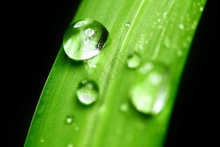 草地上滴水宏观液体生长草本植物雨滴背景阳光气候反射水滴图片