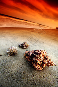 贝壳海洋珊瑚异国日落游客娱乐海滩热带闲暇海岸图片