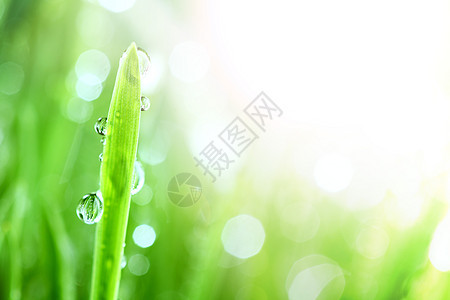 闪光水滴反射雨滴刀刃背景气候液体花园宏观叶子草本植物图片