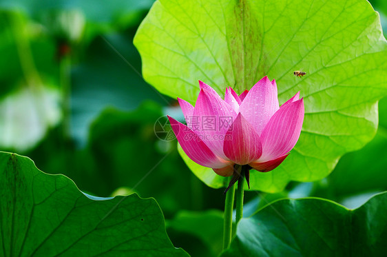 莲花在池塘中开花百合蜜蜂花瓣荷花植物精神园艺植物群冥想环境图片