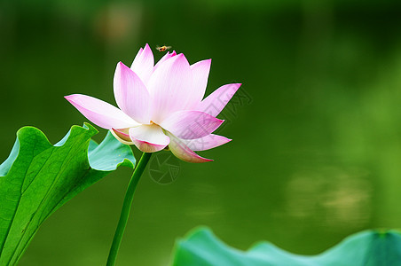 莲花在池塘中开花冥想蜜蜂花园叶子百合环境园艺植物荷花植物群图片