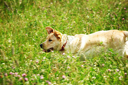 在草地上玩狗花园幸福友谊毛皮感情男人牧羊人宠物猎犬犬类图片