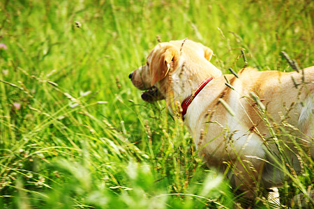 在草地上玩狗朋友猎犬动物犬类男人小狗牧羊人奶油猫科动物朋友们图片