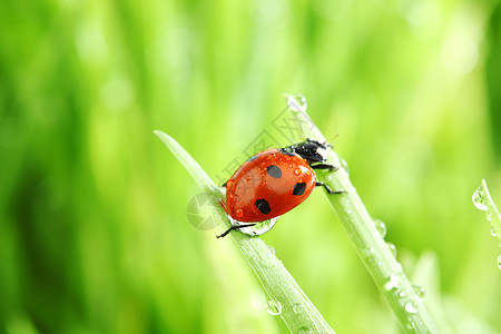 草地上的虫女士环境季节生活宏观雨滴植物生长场地昆虫图片