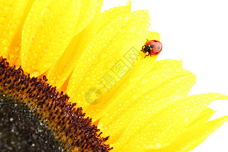 向日葵上拉虫花瓣生物学环境太阳昆虫花粉甲虫场地花园阳光图片