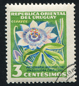 激情鲜花植物环境种子集邮热情邮票按钮种植者邮资古董图片
