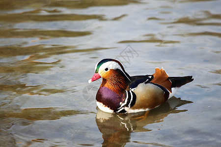 鸭子反射荒野羽毛游泳男性母亲宠物野生动物农场池塘图片
