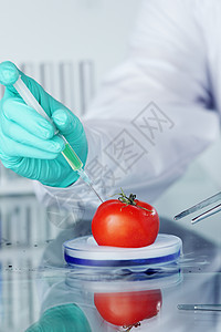 番茄DNA变化男性基因组水果学生化学品注射器饮食科学家花园技术图片