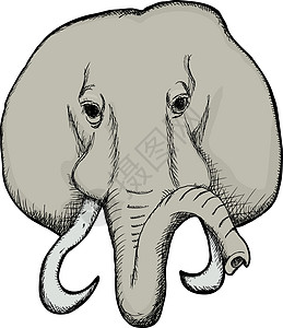 大象脸荒野哺乳动物手绘草图树干艺术品插图耳朵动物象牙图片