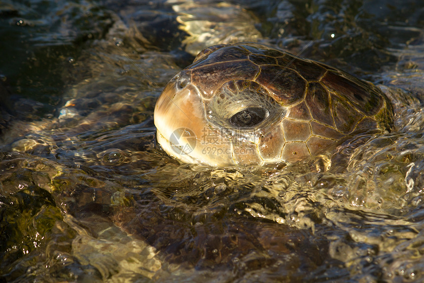 海龟在水上呼吸图片