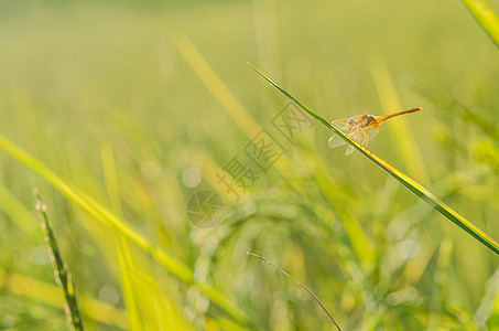绿色的飞龙野生动物漏洞昆虫蜻蜓翅膀宏观眼睛生活追逐者图片