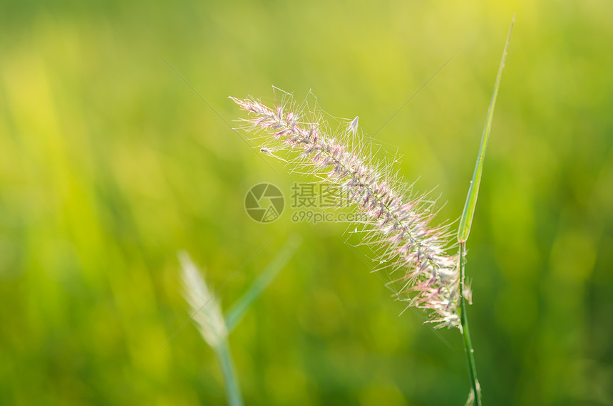 鲜花杂草稻田内衬狐尾绿色植物性季节性种子花园季节图片