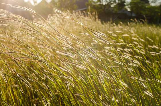 明夕的野草日落草地橙子墙纸海浪天气环境沼泽杂草荒野图片