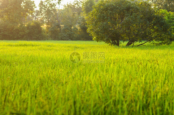 明夕的野草墙纸草地海浪天气环境杂草荒野沼泽日落风景图片