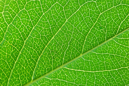叶叶结构生长植物群生态脉络生活光合作用环境植物绿色线条图片