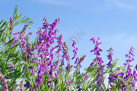 春花公园阴影毛茛蓝色花园森林植物群花瓣宏观植物图片