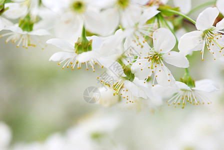 樱花花白色绿色花瓣季节性图片