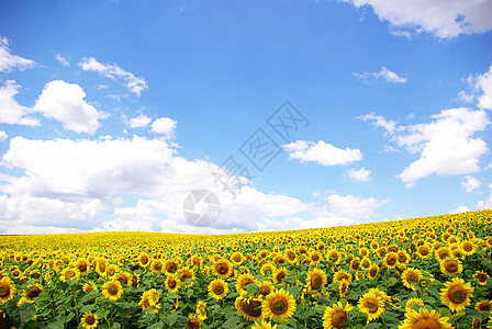 向向向外字段向日葵文化种植园绿色蓝色植物黄色场景场地乡村图片