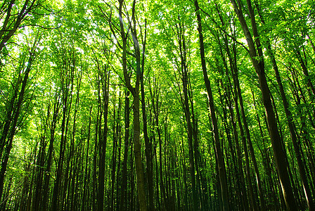绿林荒野辐射阳光植物宗教林地戏剧性精神森林活力图片