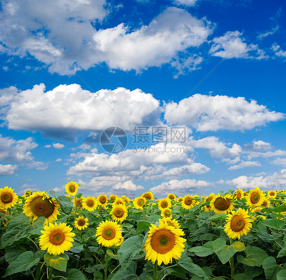 向向向外字段生长植物绿色向日葵晴天地球国家天空乡村种植园图片