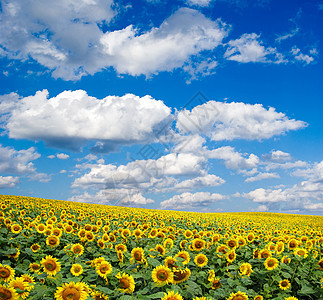 向向向外字段地球乡村农场场景植物黄色国家蓝色绿色天空图片