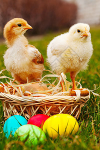两只小鸡 小鸡 带丰富多彩的复活节鸡蛋图片