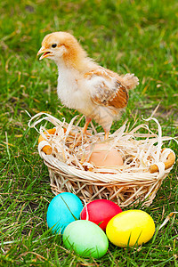 小鸡蛋 带多彩的复活节鸡蛋团体晴天雏鸟黄色绿色小鸡家禽图片
