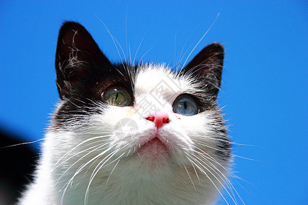 双眼不同的猫哺乳动物白色眼睛水平小猫绿色个性好奇心宠物毛皮图片