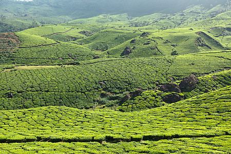 茶叶种植园叶子树叶城市场景植物生育力高地农业场地山脉图片
