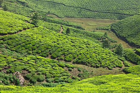 茶叶种植园高地树叶风景叶子生育力场景茶园农场植物生长图片