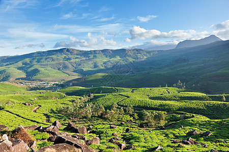 茶叶种植园茶园生育力树叶场景丘陵山脉生长农场农作物风景图片