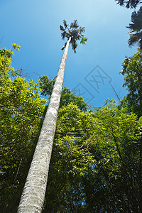 高棕榈树木植物天空热带绿色手掌花园晴天图片